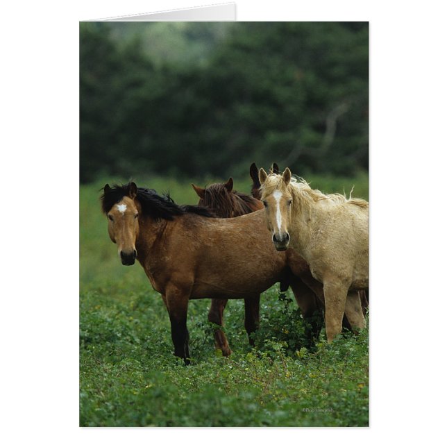 Chevaux Mustang Sauvages 4 (Devant)