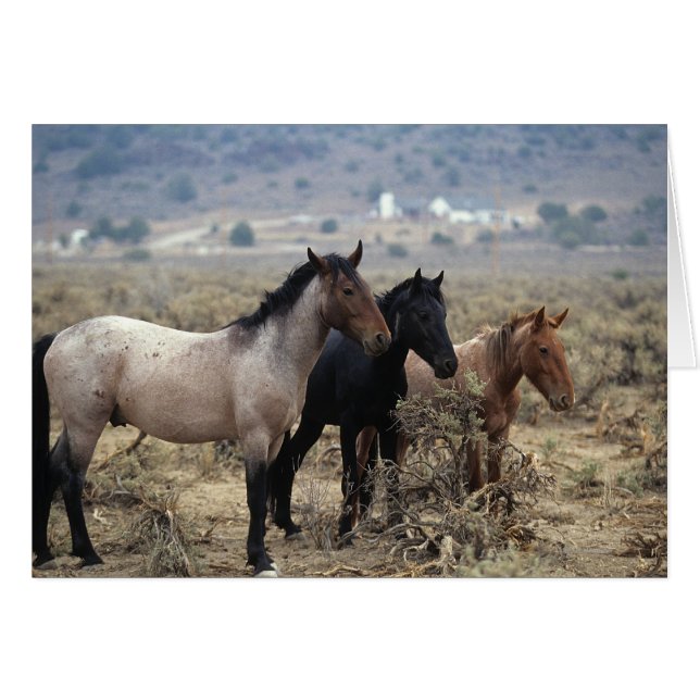 Chevaux Mustang sauvages 5 (Devant horizontal)