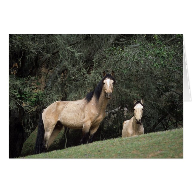 Chevaux Mustang Sauvages 6 (Devant horizontal)