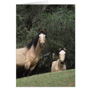 Chevaux Mustang Sauvages 6