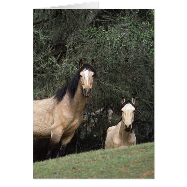 Chevaux Mustang Sauvages 6 (Devant)