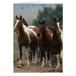 Chevaux Mustang Sauvages 7