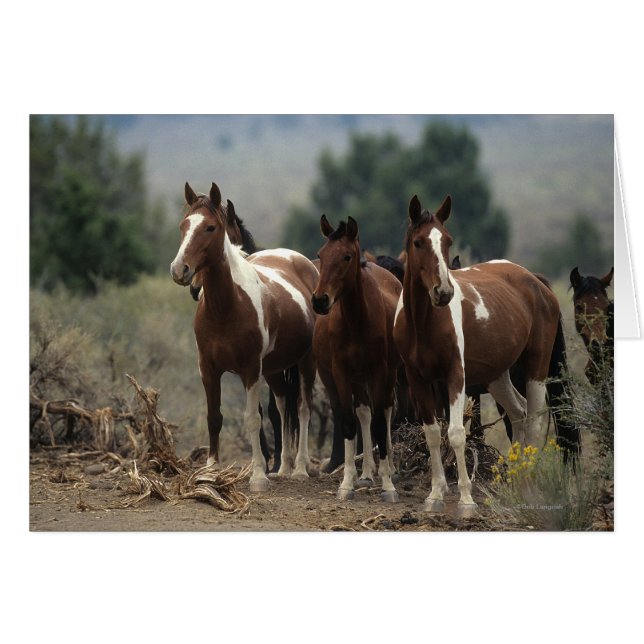 Chevaux Mustang Sauvages 7 (Devant horizontal)