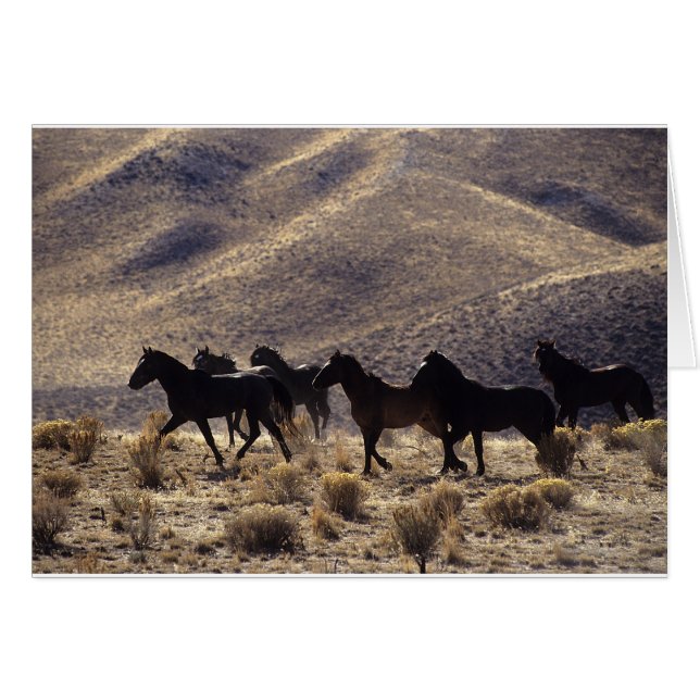 Chevaux Mustang sauvages dans le désert 1 (Devant horizontal)