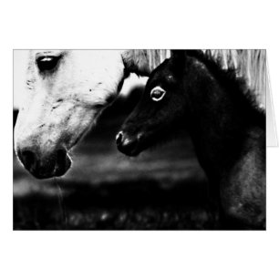 Chevaux noir et blanc