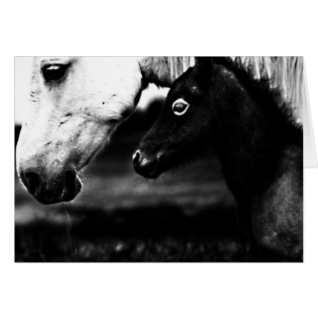 Chevaux noir et blanc (Devant horizontal)