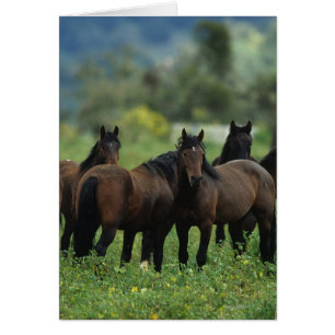 Chevaux sauvages 3 de mustang