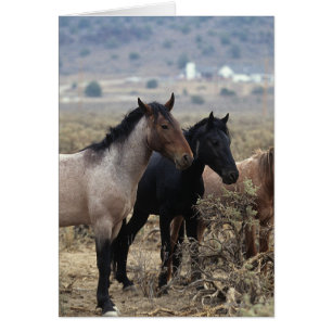 Chevaux sauvages 5 de mustang