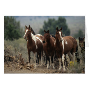 Chevaux sauvages 7 de mustang