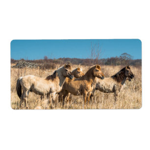 Chevaux sauvages à Wicken Fen, Angleterre, Royaume