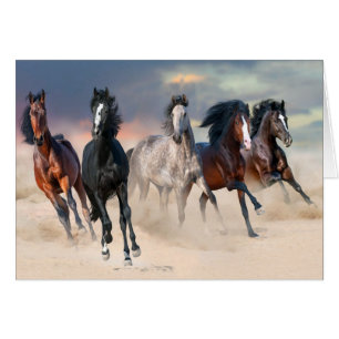 Chevaux Sauvages Courant Gratuitement