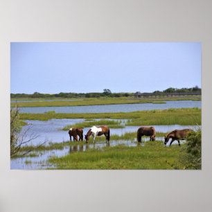Chevaux Sauvages d'Assateague  Affiche