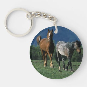 Chevaux sauvages de mustang