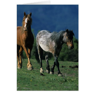 Chevaux sauvages de mustang