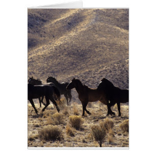Chevaux sauvages de mustang dans le désert 1