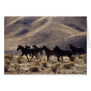 Chevaux sauvages de mustang dans le désert 1