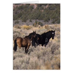 Chevaux sauvages de mustang dans le désert 2