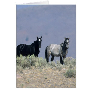 Chevaux sauvages de mustang dans le désert 3