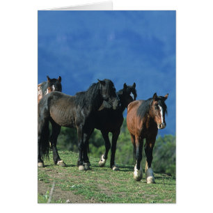 Chevaux sauvages de mustang dans les montagnes