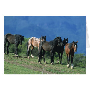 Chevaux sauvages de mustang dans les montagnes