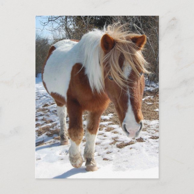 Chevaux sauvages, faune, carte postale (Devant)