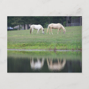 Chevaux sur la carte postale d'étang