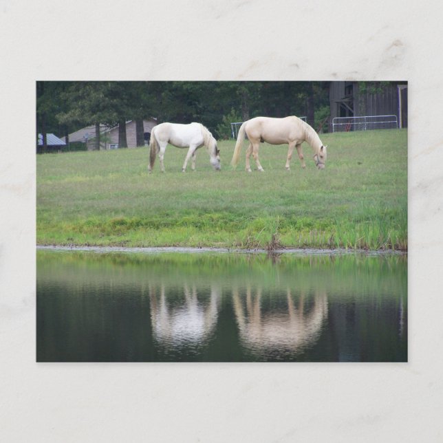 Chevaux sur la carte postale d'étang (Devant)