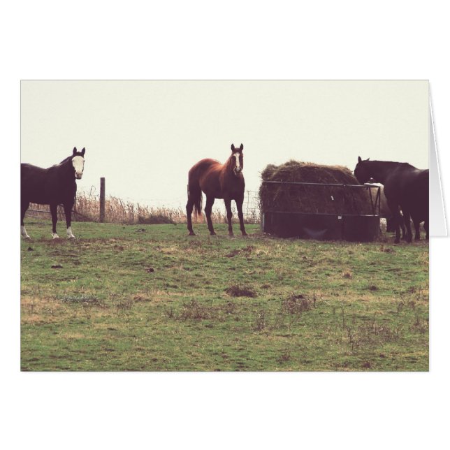 Chevaux vintages (Devant horizontal)