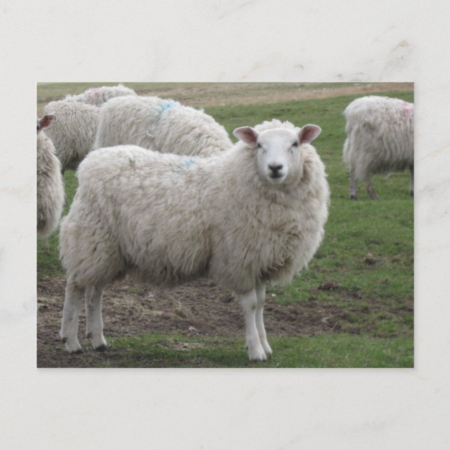 Cheviot sheep postcard (Front)
