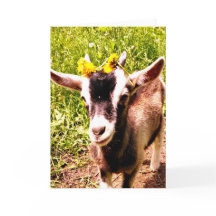 Chèvre bébé avec fleurs - Carte blanche