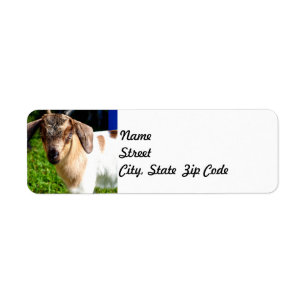 Chèvre de bébé - étiquette de adresse de retou