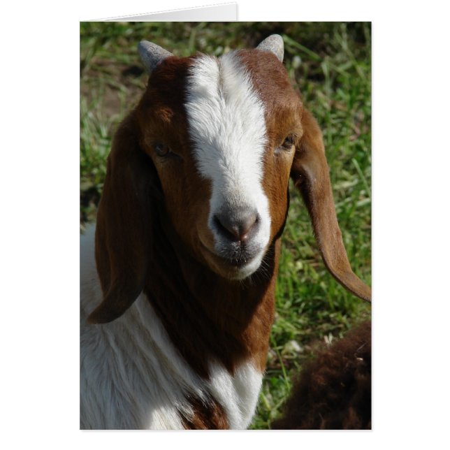 Chèvre de Boer (Devant)