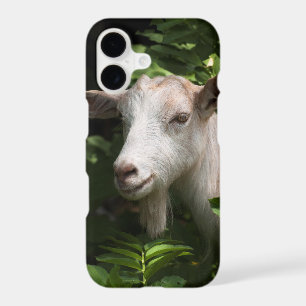 Chèvre regardant l'appareil photo