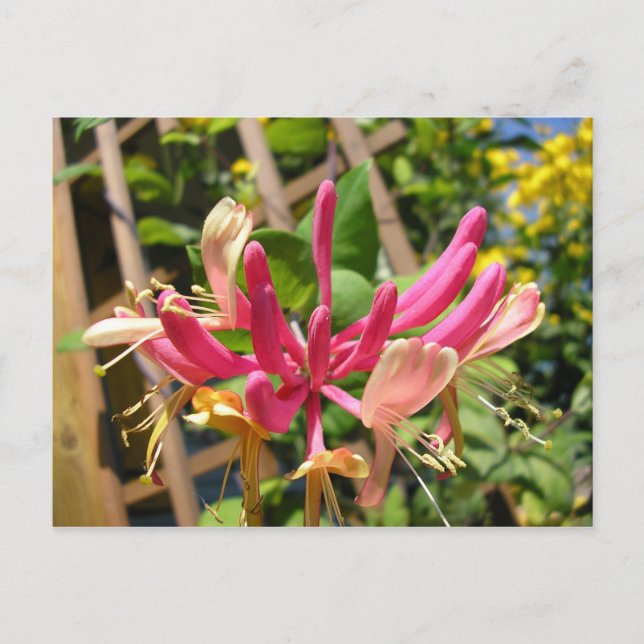 Chèvrefeuille grimpant postcard (Front)