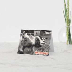 Chèvres amoureuses Carte Saint Valentin