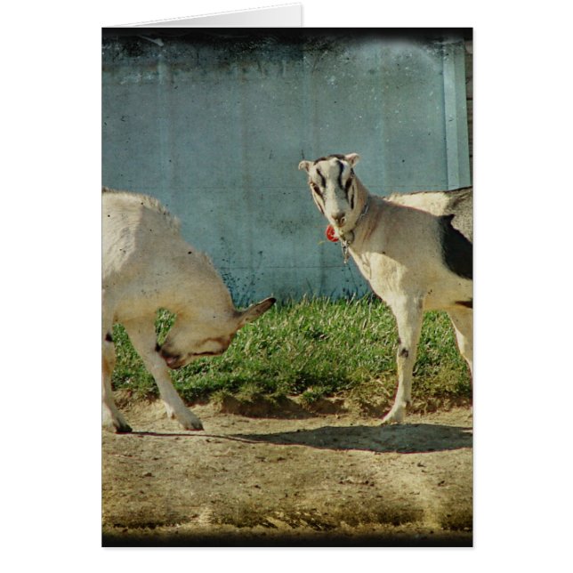 Chèvres laitières (Devant)