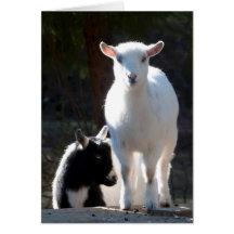 Chèvres naines nigérianes sur la table de pique-ni