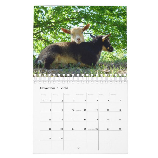Chèvres sur le calendrier de ferme de K-N-S (Nov 2026)