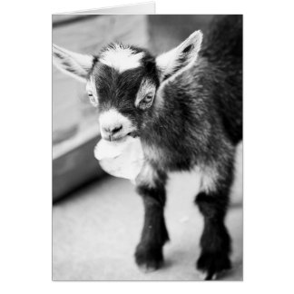 Chewing Goat