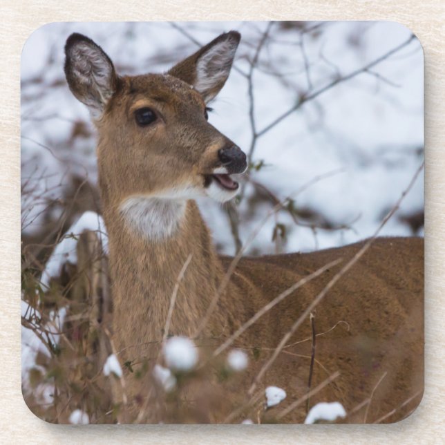Chewy Coaster (Front)
