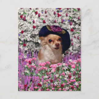Chi Chi in Flowers Postcard - Chihuahua