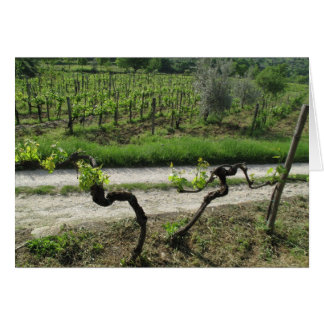 Chianti Vineyard in Tuscany Wine Region Italy