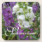 CHIC COASTER SET_"Summertime" ANGELONIA