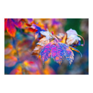 Chic Japanese Maple leaves Photo Print