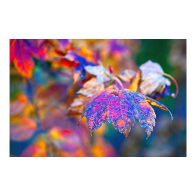 Chic Japanese Maple leaves Photo Print (Front)