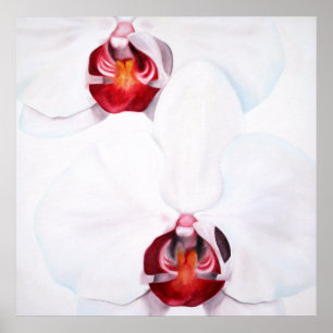 Chic white red orchids large 24x24 poster print