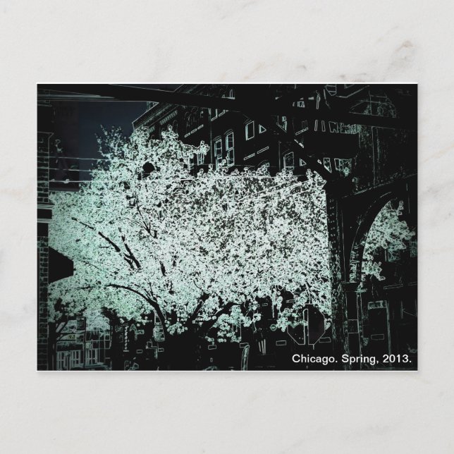 Chicago Blossoms Abstract Postcard (Front)