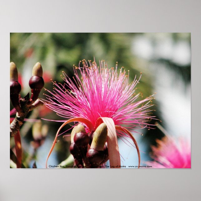 Chichen Itza, Yucatan, Mexico Poster (Front)