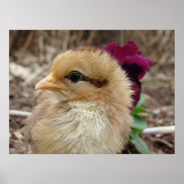 Chick and Pansy Poster (Front)