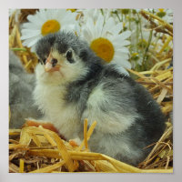 chick, animal, baby, cute, flower yellow, white,